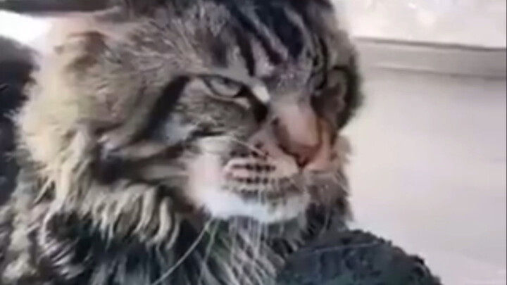 The pup’s toy got snatched by a super fierce cat… That “I’m mad but can’t say a thing” look is so he