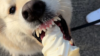 Going to Russia to pick up my dog whom I haven't seen for four months—I pretended not to recognize i