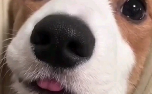 Innocence is like sticking your tongue out for others to tease.