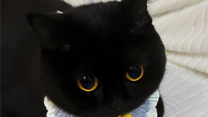 Bé là chú vịt con