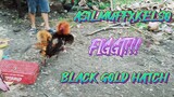 Black Gold Hatch VS ASILMUFFXKELSO   SPAR!