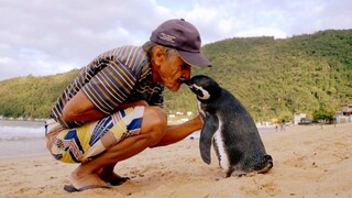 Seekor penguin kecil berenang sejauh 5000 mil setiap tahun untuk mengunjungi penyelamatnya, mengharu