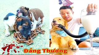 Thú Cưng TV | Tứ Mao Đại Náo #72 | Chó Golden Gâu Đần thông minh vui nhộn | Pets cute smart dog