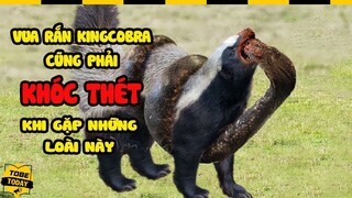 🔴 Vua Rắn King Cobra Cũng Phải KHÓC THÉT THÁO CHẠY Khi Gặp 8 Sinh Vật N.g.u.y Hiểm Này | Tobetoday