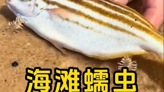 Australian beach worms, which can be used as fishing bait