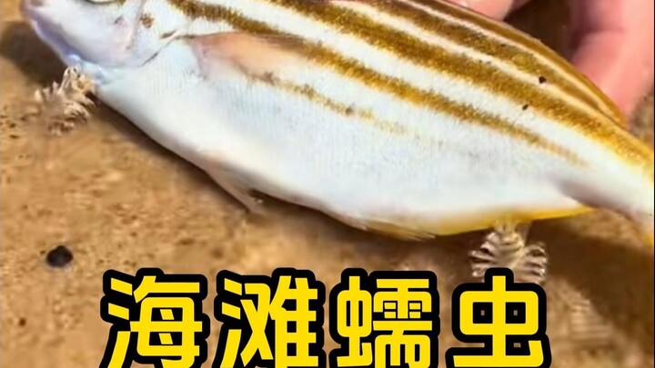 Giun biển Australia, có thể dùng làm mồi câu cá