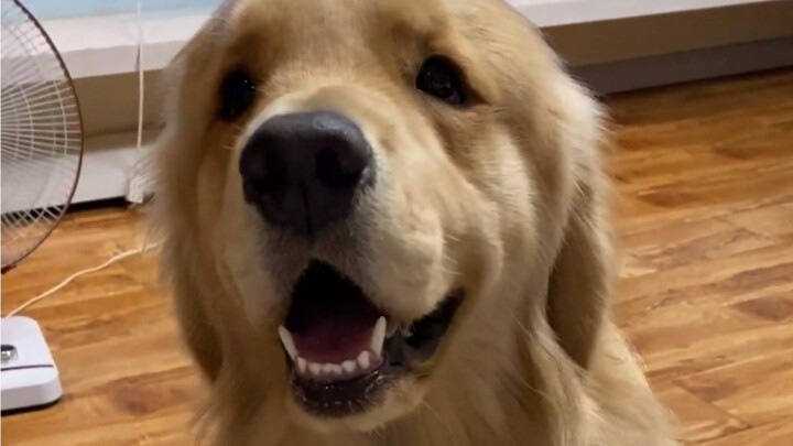 What am I gonna do? My fan just stopped working!