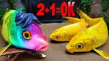 Merawai Ikan Hias, 2 ikan Emas Banyak Ukuran Belajar Matematika | Lucu Stop Motion ASMR