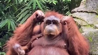 当猩猩捡到了游客的墨镜