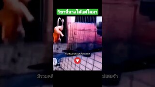 ^มีรวมคลิปเต็มชุดนี้กดดูลิงค์ด้านบนเลยจ้า^ วิชานี้นางได้แต่ใดมา