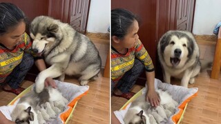 The smartest alaska dog in the world