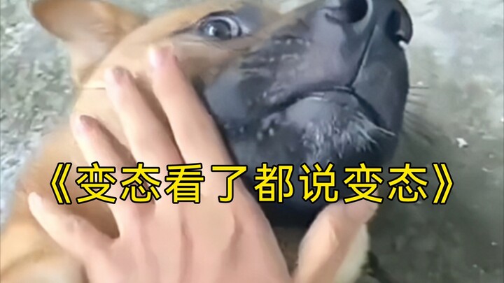 ''真TM绝了，再看一遍'' «117»