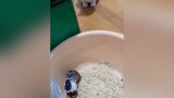 Bụi đời chậu cát chuột 🐀💥🐁 pet hamster cute ONhaVanVui