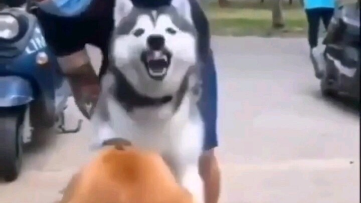 อี๋ฮา: คนเก็บขี้! ใครกันวะให้ปล่อยมือเนี่ย?