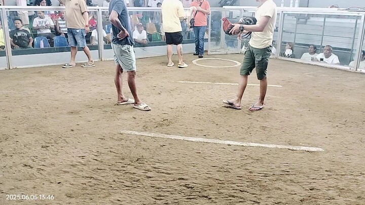 1x winer 2nd fight draw... manok napula...