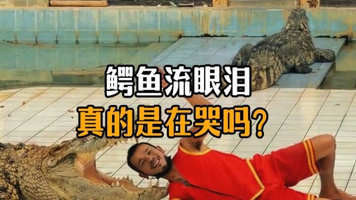 Cá sấu chảy nước mắt có thực sự là đang khóc không?