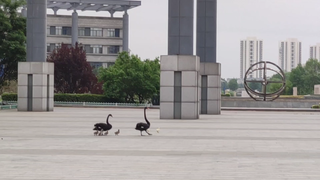 Keluarga angsa hitam keluar jalan-jalan di sekolah, hahaha!