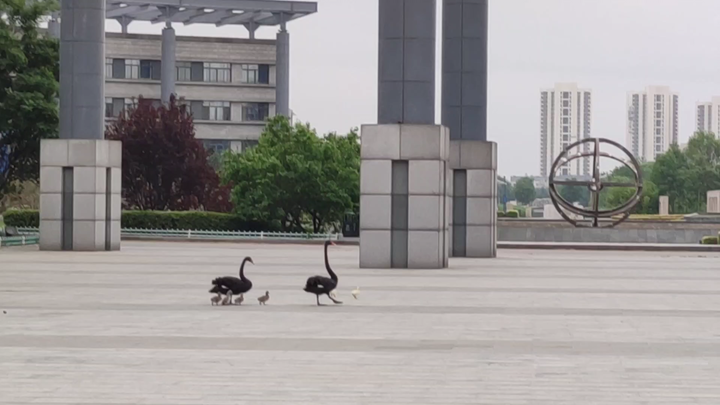 Keluarga angsa hitam keluar jalan-jalan di sekolah, hahaha!