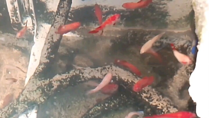 Betta lovers ka ba? ang Ganda nila panuurin