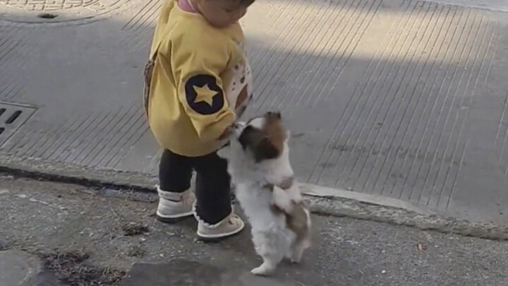 Little dogs love to play with kids the most.