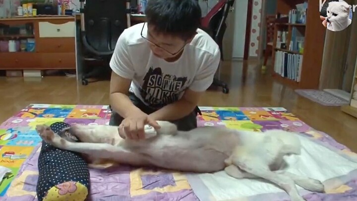Curing the "Vegetative" Dog by Massaging for 8 Years
