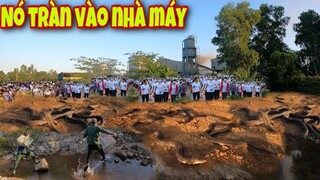 Phát Hiện Ổ Rắn Núc Nhúc Bò Khắp Nơi Sau Nhà Máy Hàng Nghìn Công Nhân .