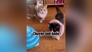 Anh cu sẽ bye bye với chú chym xinh sớm thôi mèo cute cat