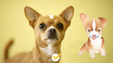 Pet | Master's Personality Determines Pet's personality