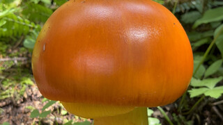 进山捡蘑菇，遇到几个大的鹅蛋菌，太漂亮了