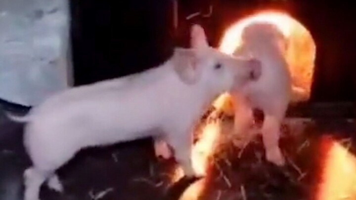 《动物迷惑行为大赏！》