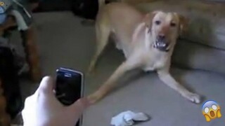 AWW SO FUNNY😂😂 วิดีโอปฏิกิริยาของ Super Dogs และ Cats (เสียงที่ซื่อสัตย์) 92