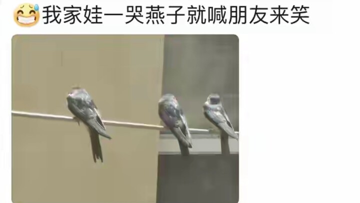 Hóa ra thế giới của loài chim én phong phú đến vậy? Dân mạng: Người nhà mình mê lắm, có con đúng là 