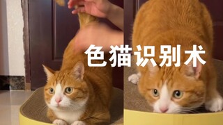 How to tell if your cat is a pervert