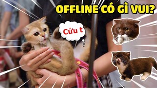 Salmon lạc trôi giữa 500 bé mèo ở Offline | The Happy Pets #68