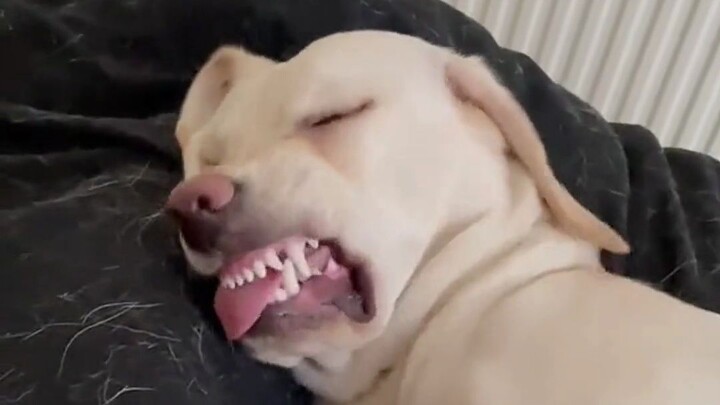Fun Facts About Dogs