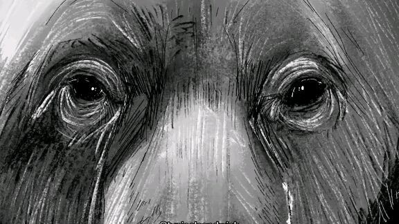 Brown, Black and White Bear