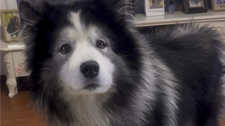 养阿拉萨被说我虐待狗