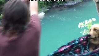 เห็นเจ้านาย "ตกน้ำ" ลูกหมาโกลเด้นตัวน้อยก็ตะเกียกตะกายจะไป "ช่วย" เจ้านายให้ได้ เพราะคนๆ นั้นคือโลกท