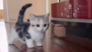 Kucing: Bukan salahku kalau kakiku pendek