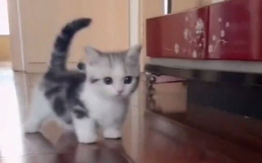 猫：腿短又不是我的错