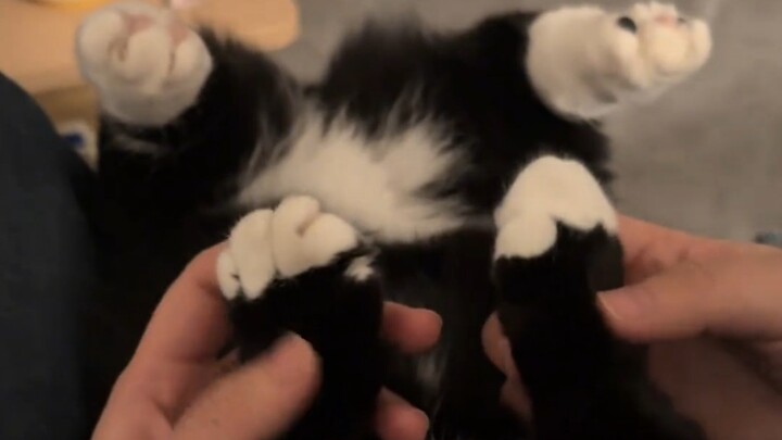 小猫是越哄越聪明