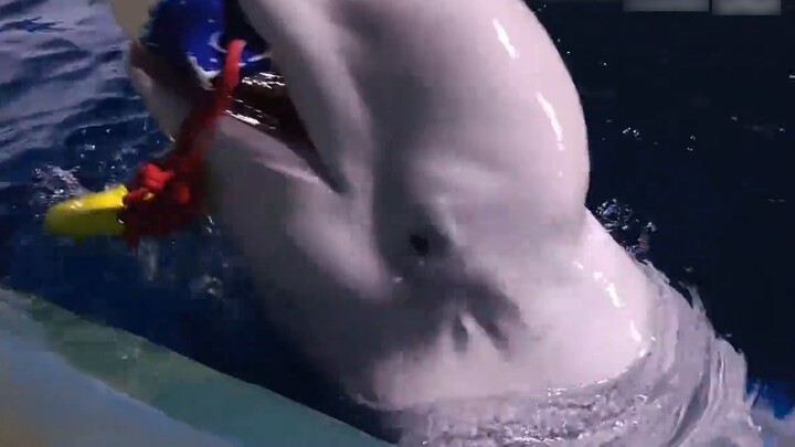 Aku membuat paus putih kecil itu jatuh lagi