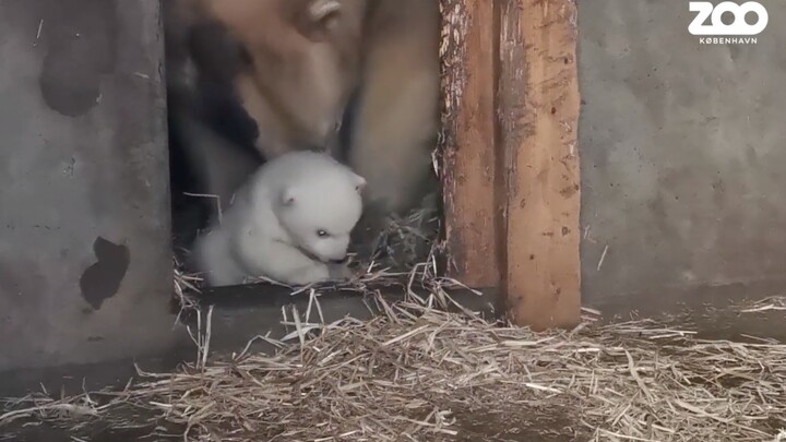 #PolarBear# [Copenhagen Zoo, Denmark] The baby is so cute—Mom sure is a mess, hahaha!