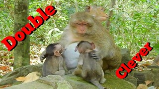 Wow Double Clever! Double Babies Monkey Very Brave, Baby Monkey Make Her Mom To Touch Baby