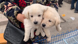 Why don't people cost 20 yuan to buy a local puppy in rural dog market?