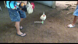 white streamer broodstag at 8months old.. kahit 6 ang pullet mo napalo pa din.Super bitamina capsule