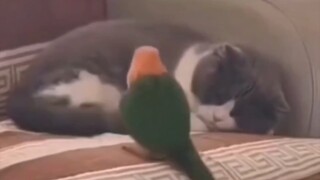 这只鸟太损了