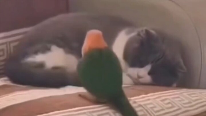 This bird is so damaged