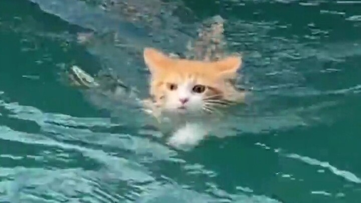 Come on, little kitties who can swim are so cool!