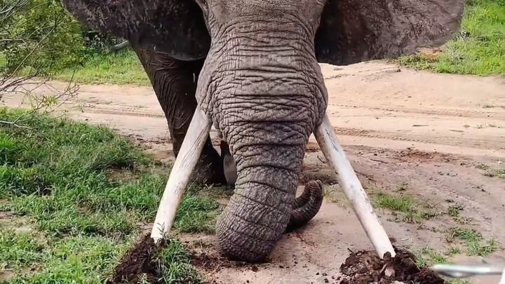 What is the elephant doing?